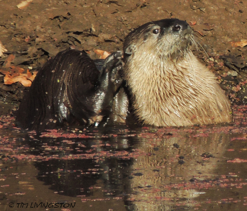 Otter, photography, wildlife, nature