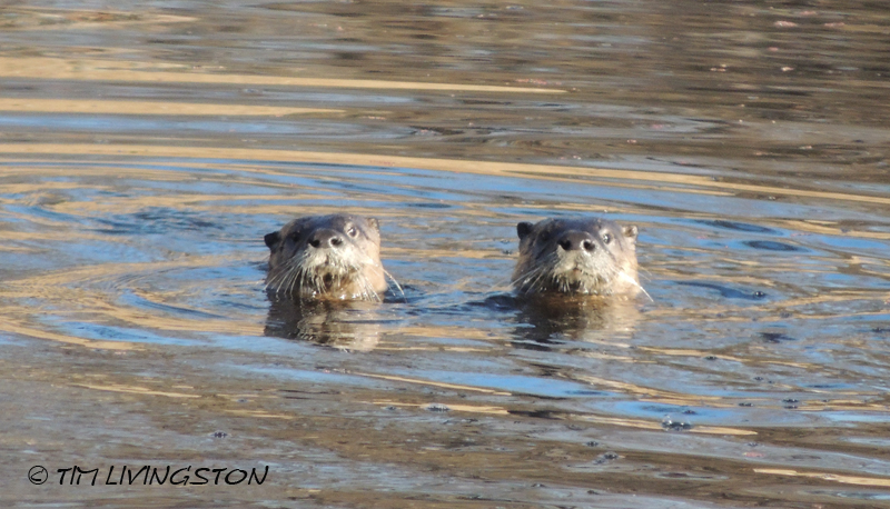 Otter, photography, wildlife, nature