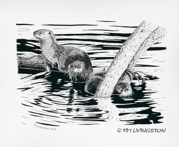 pen and ink, otter, wildlife, nature, ink, pen & ink, drawing, animals