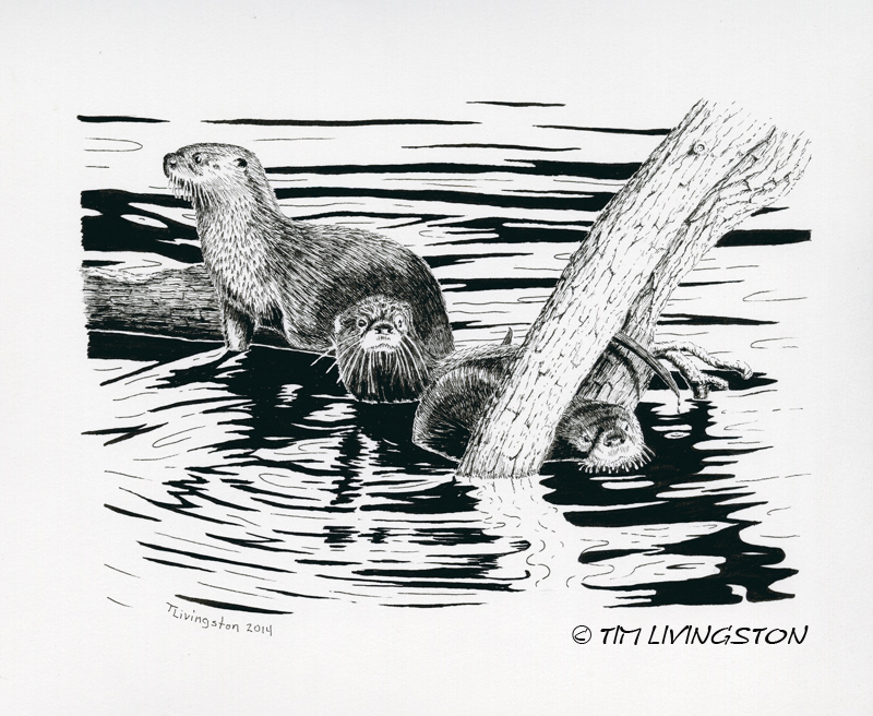 pen and ink, otter, wildlife, nature, ink, pen & ink, drawing, animals