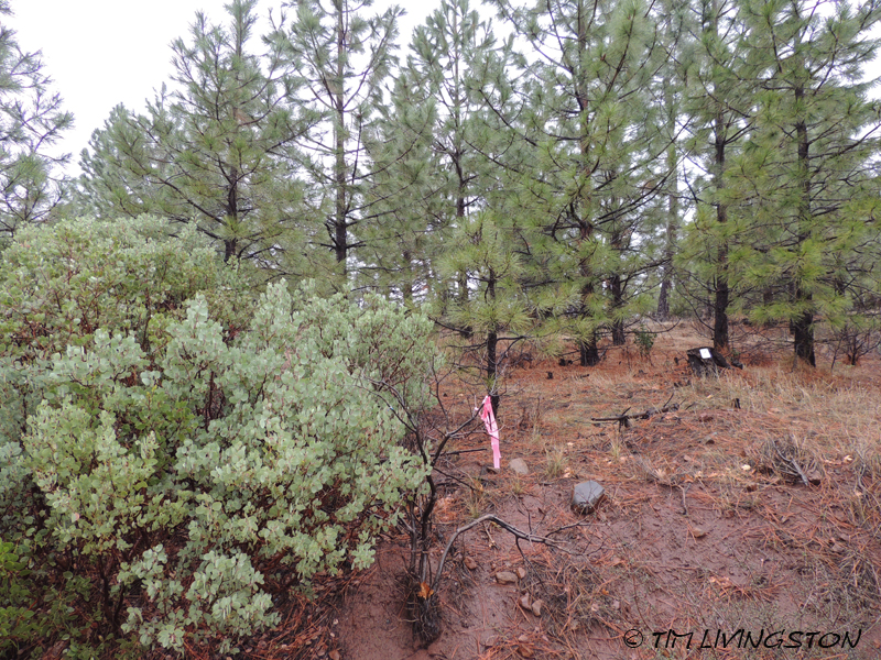 forestry, masticator, fuelbreak