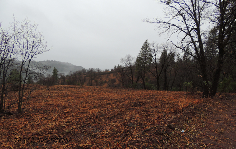 forestry, masticator, fuelbreak