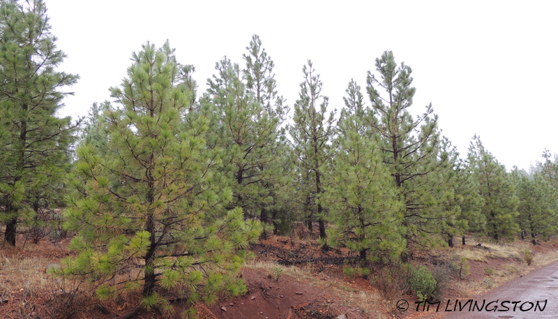 forestry, masticator, fuelbreak