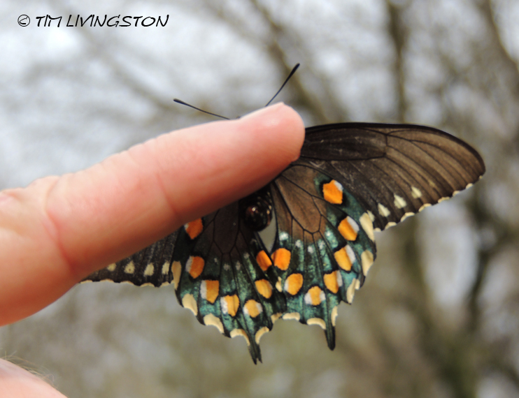 Pipevine Swalllowtail, butterfly, butterflies
