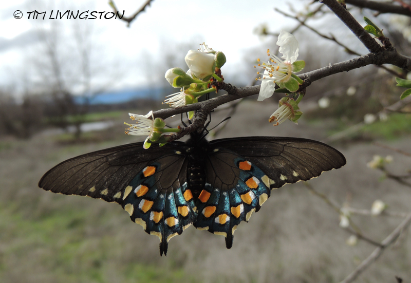 Pipevine Swalllowtail, butterfly, butterflies