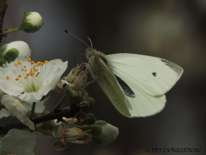 Pipevine Swalllowtail, butterfly, butterflies, white margined butterfly