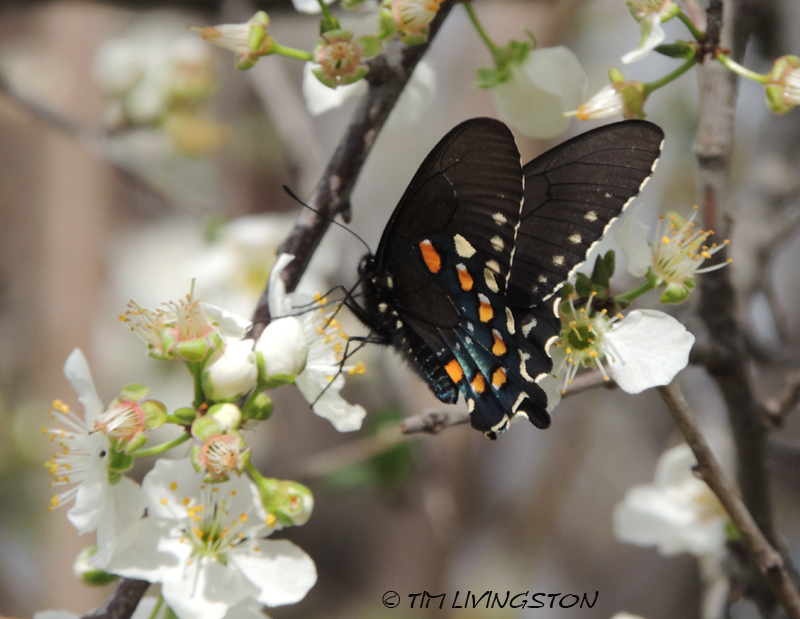 Pipevine Swallowtail, Spring
