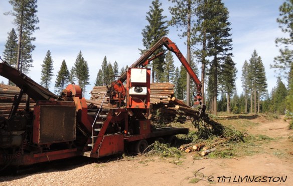 forests, forestry, forester artist, biomass, harvesting