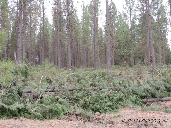 forests, forestry, forester artist, biomass, harvesting