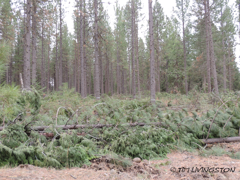 forests, forestry, forester artist, biomass, harvesting