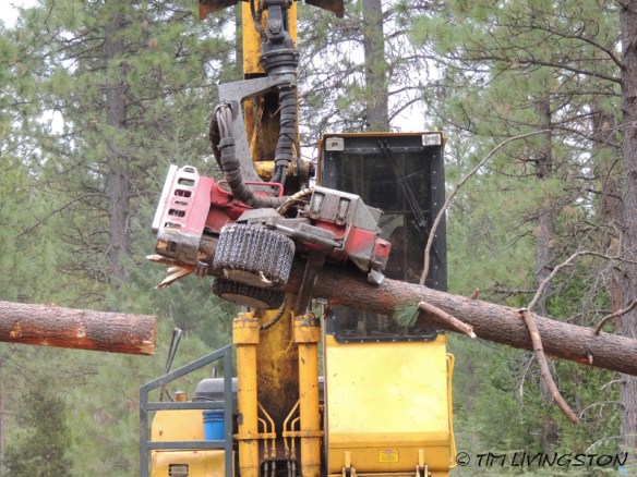 forests, forestry, forester artist, biomass, harvesting