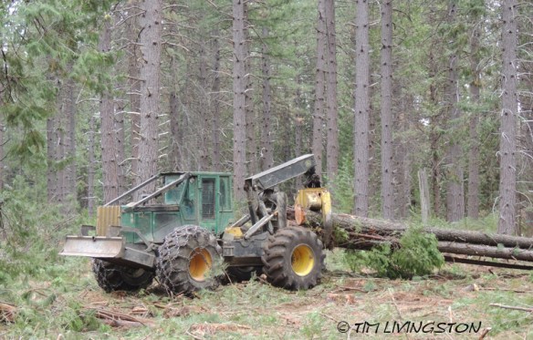 forests, forestry, forester artist, biomass, harvesting