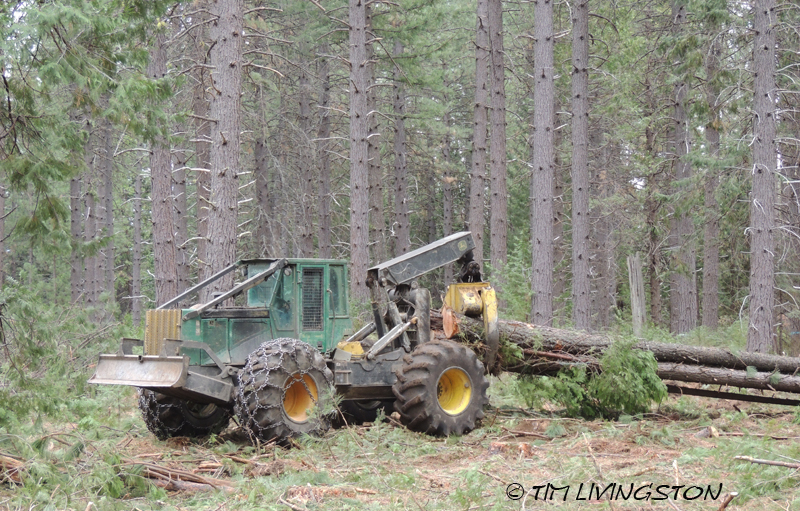 forests, forestry, forester artist, biomass, harvesting