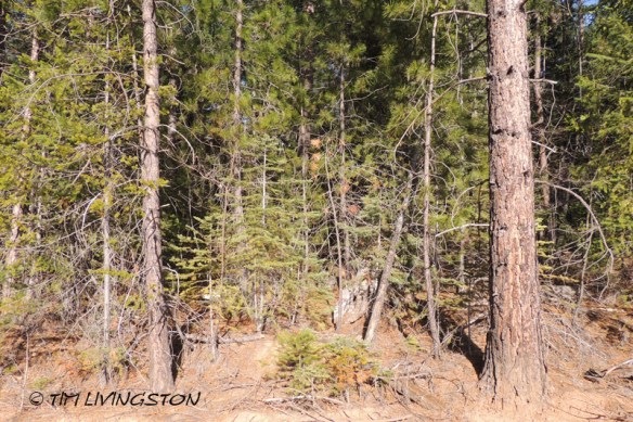 forests, forestry, forester artist, biomass, harvesting