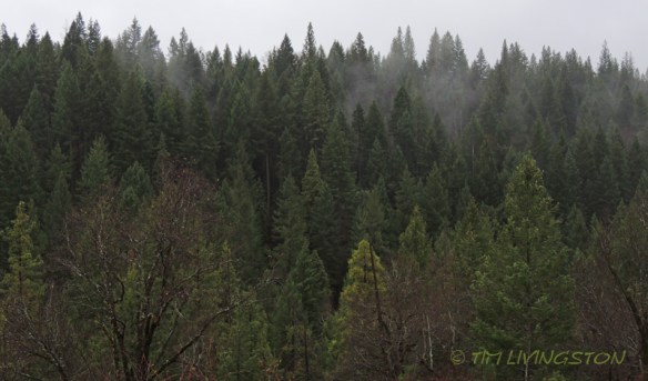 forests, forestry, forester artist, biomass, harvesting