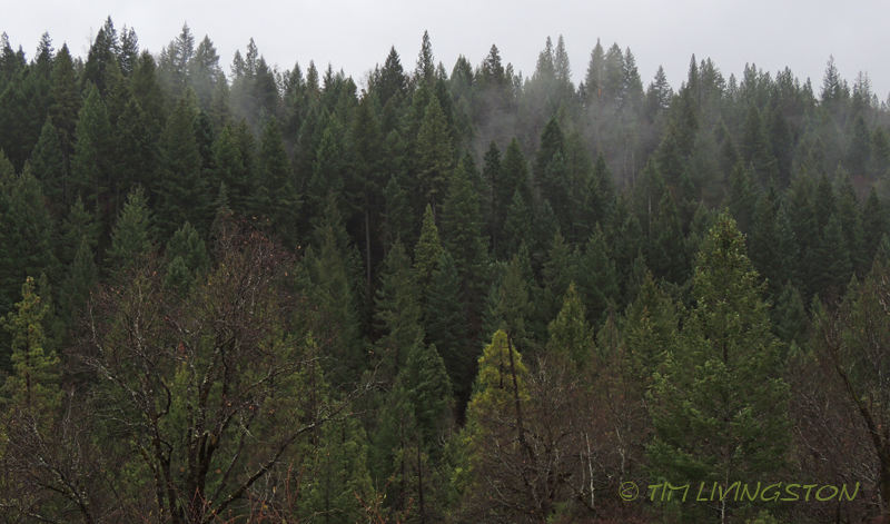 forests, forestry, forester artist, biomass, harvesting