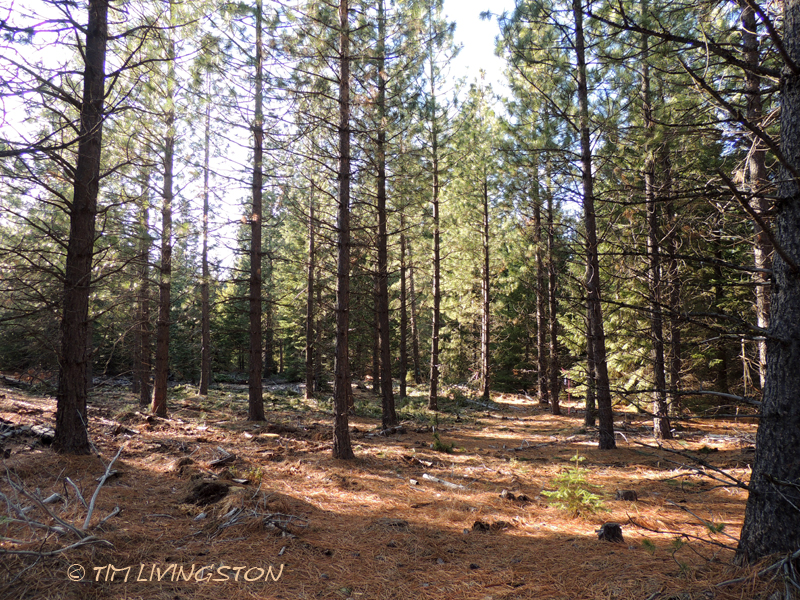 forests, forestry, forester artist, biomass, harvesting