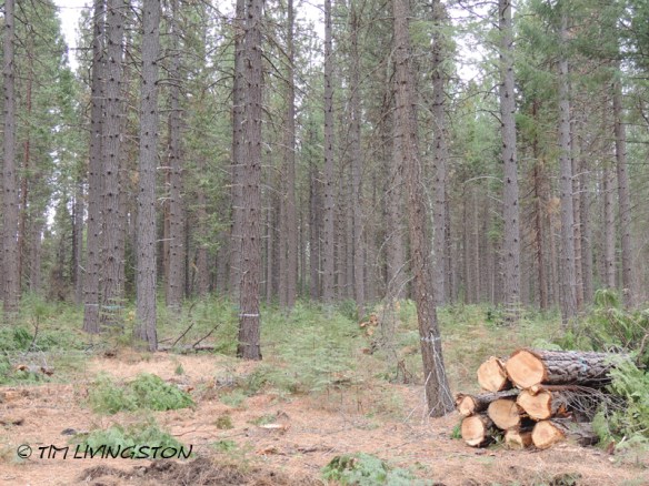 forests, forestry, forester artist, biomass, harvesting