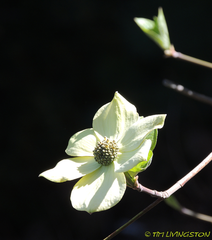 dogwood, wildflower, nature, photography