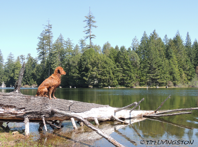 Douglas-fir, Lake Prairie, Blitz, Golden Retriever, forest, forestry