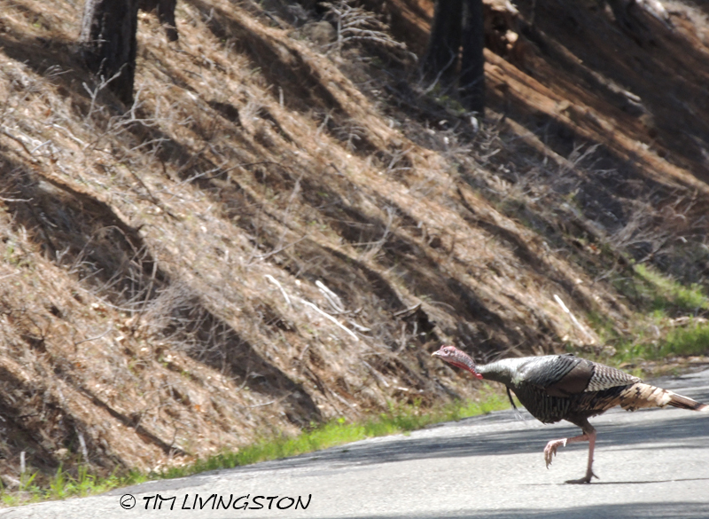 turkey, Rio Grande turkey, turkey woods