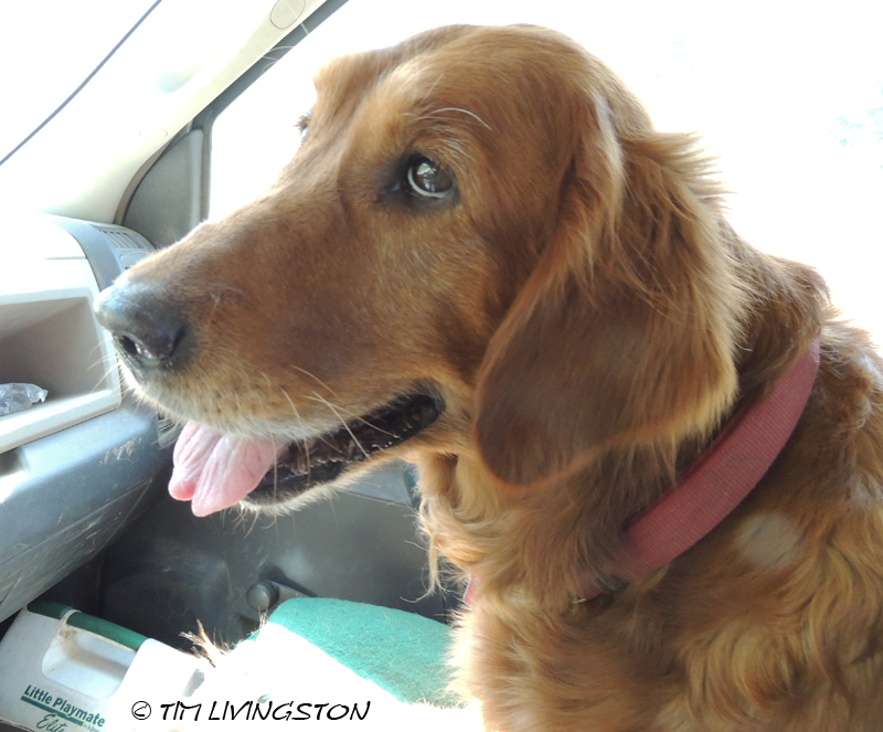 Blitz, golden retriever