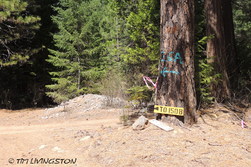 forest road, road sign
