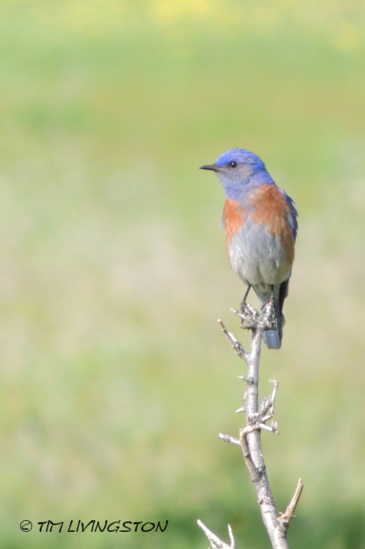 bluebird, western blubird