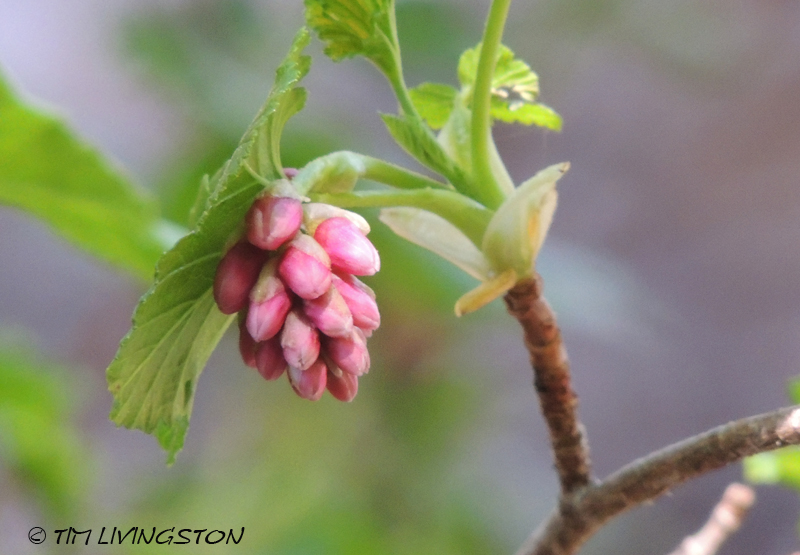 current, wildflower, nature photography