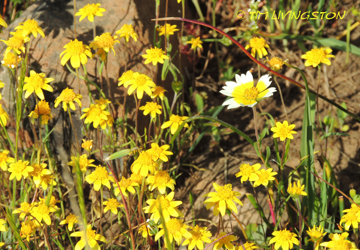 goldfields, tidy tips, wildflowers, nature photography
