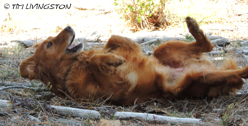 Blitz, golden retriever, happiness