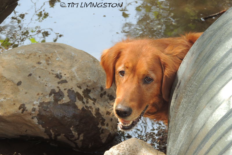 Blitz, golden retriever
