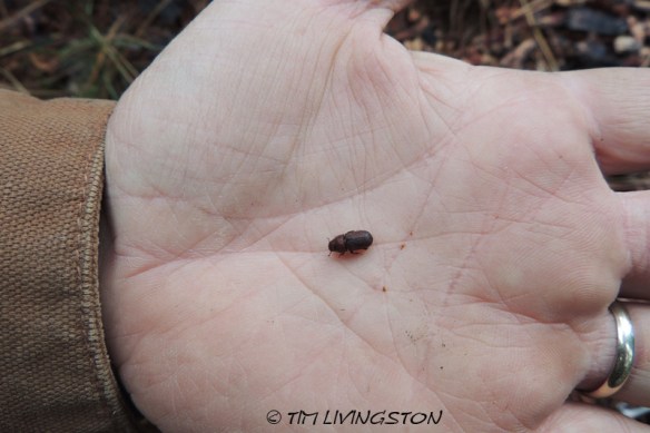 Red turpentine beetle, Dendroctonus Valens, bark beetle, Ponderosa pine