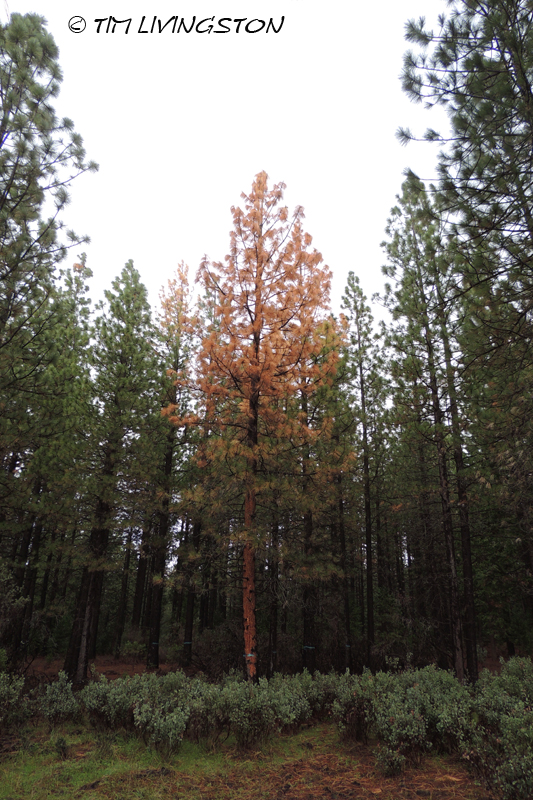salvage timber, bark beetles, forestry 
