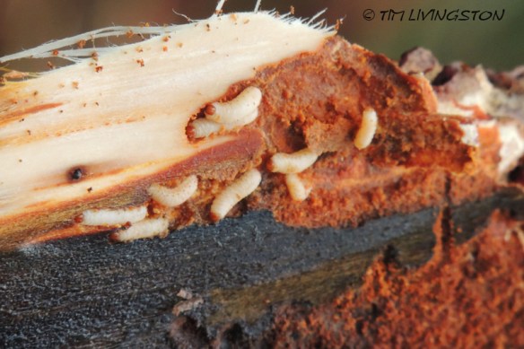 bark beetle, larva, Dendroctonus valens