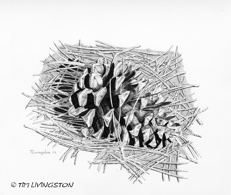Pondersosa pine, pine cone, pen and ink, ink, drawing