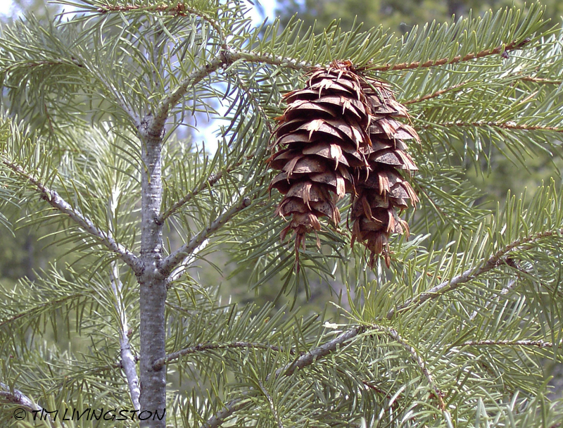 Douglas-fir, cones, Douglas-fir cones, forestry