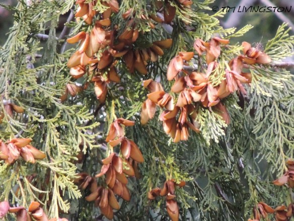 incense cedar, cedar cones, forestry, wooden pencils
