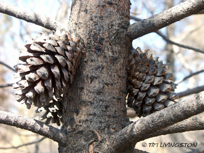 cones, pine cones, knobcone pine, forestry