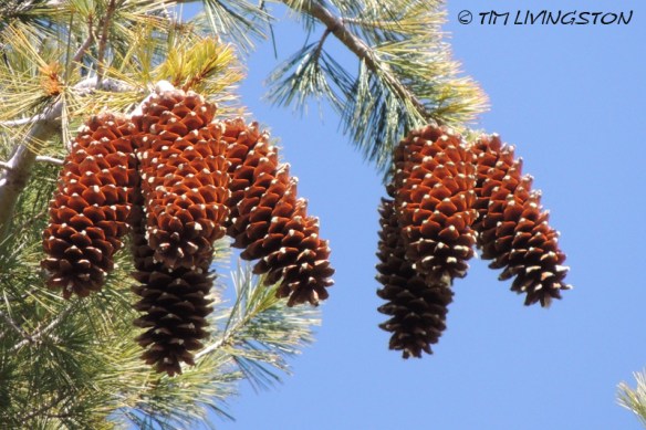 cones, pine cones, sugar pine, forestry