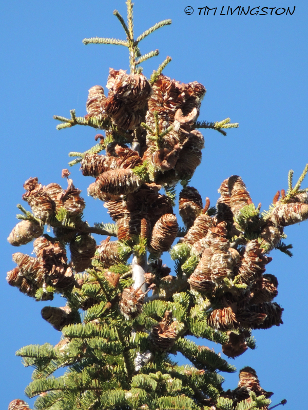 Cones, true fir, white fir, fir cones