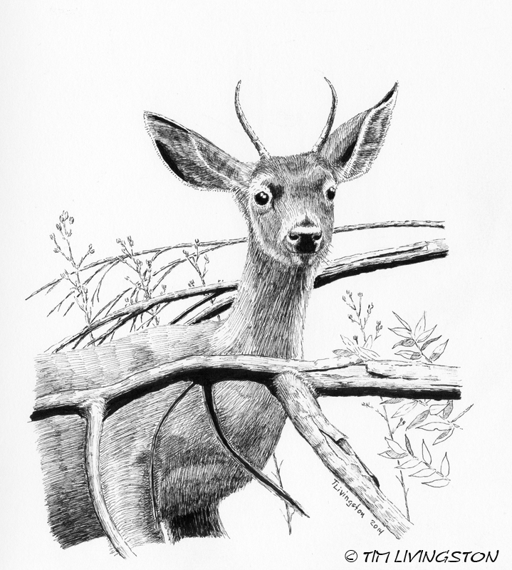 spike buck, buck, blacktail, Columbian Blacktail deer, deer, deer hunting