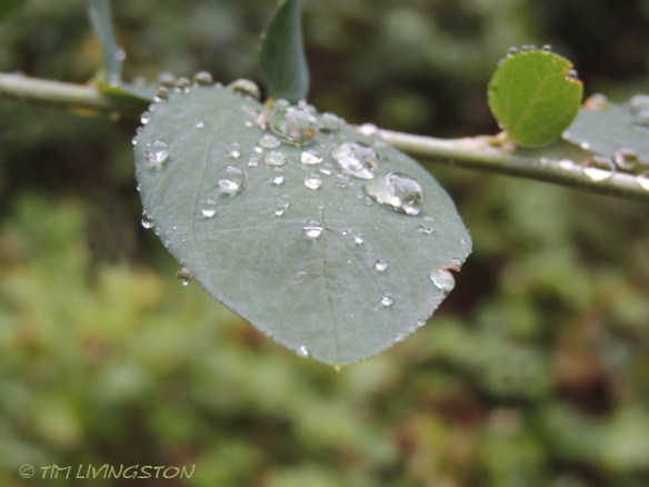 spike buck, buck, blacktail, Columbian Blacktail deer, deer, deer hunting, deerbrush