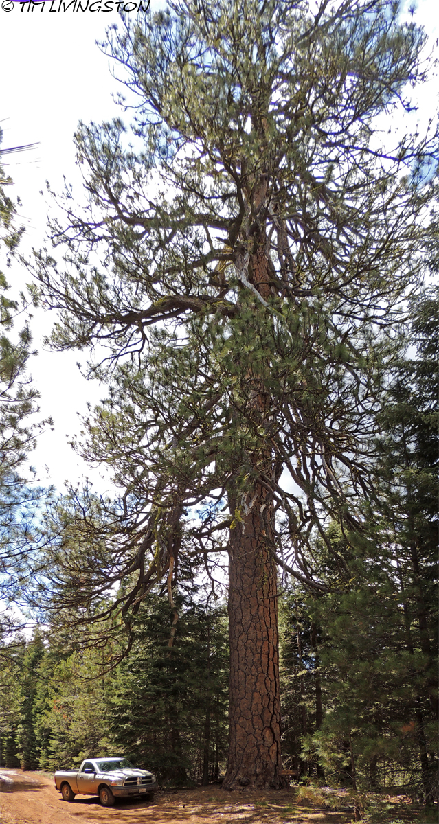 Ponderosa Pine