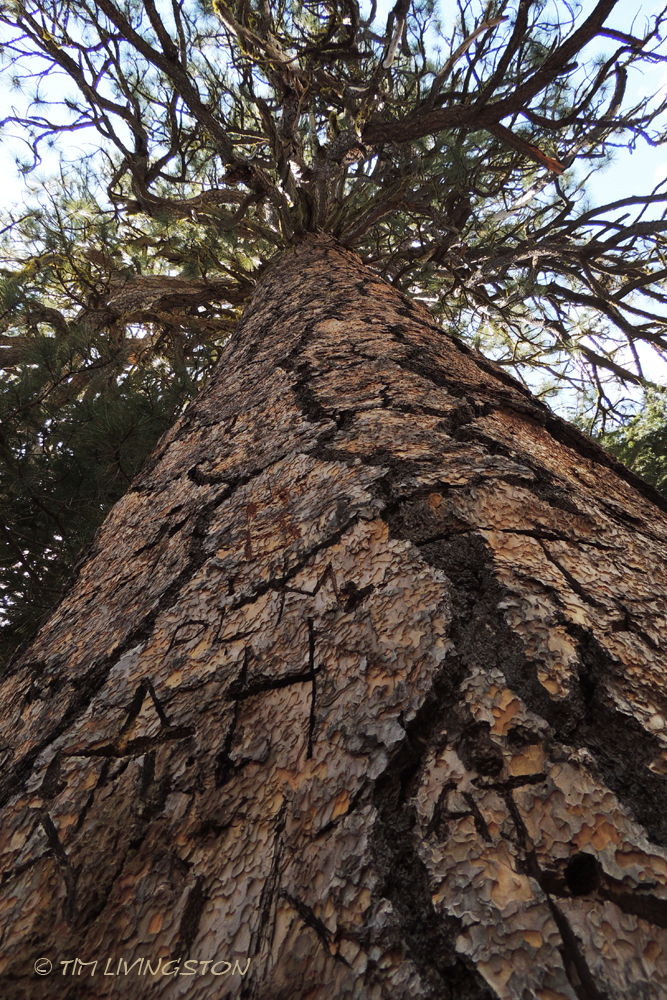 Forestry, Ponderosa pine, forest giant
