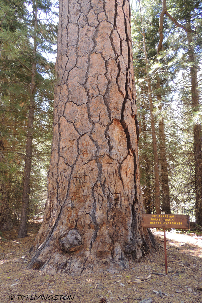 Ponderosa Pine, Forest Giant
