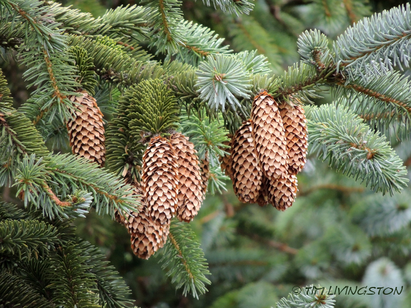 spruce, Sitka spruce, spruce cones
