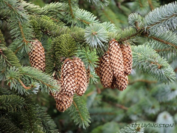 spruce, Sitka spruce, spruce cones
