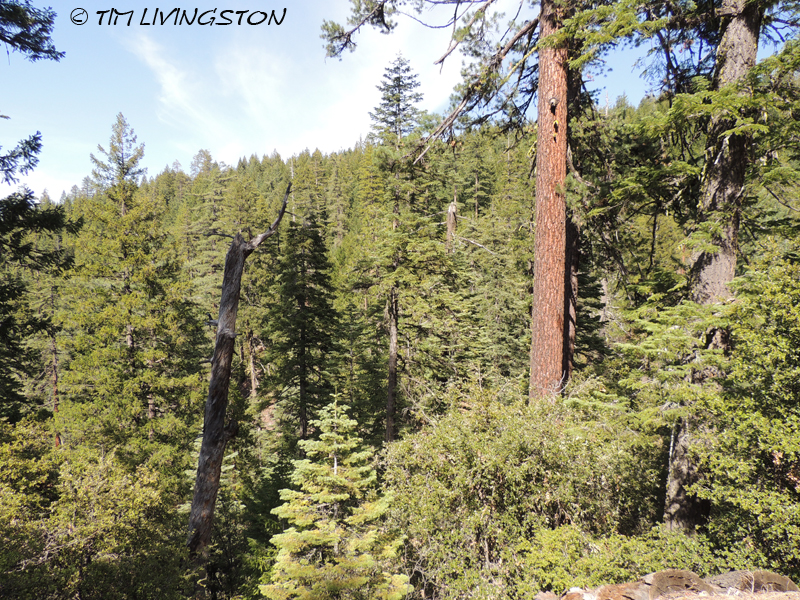 Mendocino National Forest