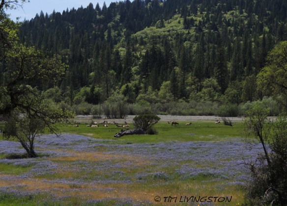 Mendocino National Forest